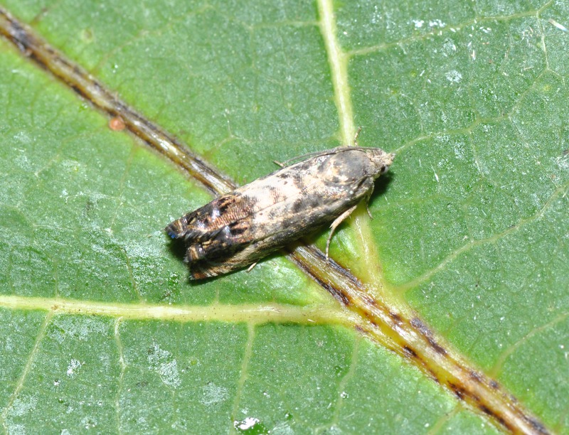 Tortricidae ?  S,  Pammene fasciana